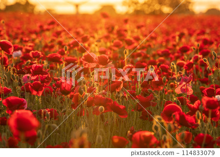 Poppies blooming all over the place 114833079