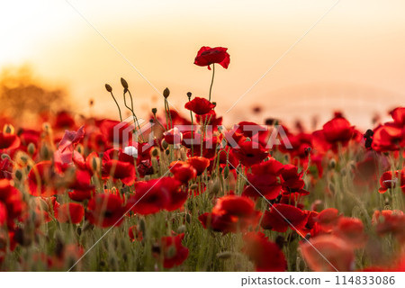 Poppies blooming all over the place 114833086