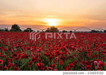 到處都是盛開的罌粟花 114833102