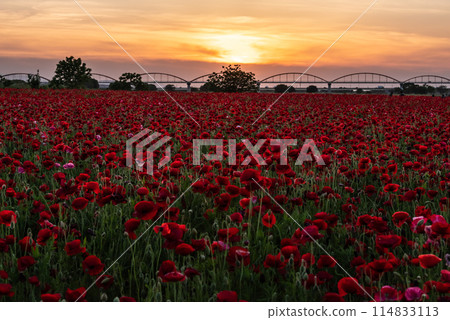 到處都是盛開的罌粟花 到處都是盛開的罌粟花 114833113