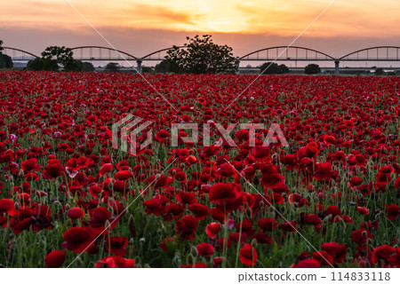 Poppies blooming all over the place 114833118