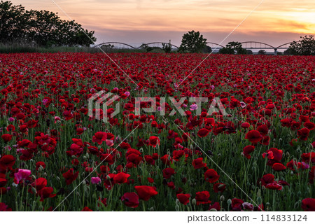 Poppies blooming all over the place 114833124