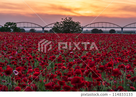 Poppies blooming all over the place 114833133