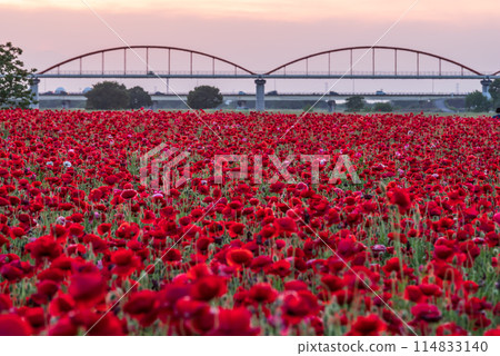 Poppies blooming all over the place 114833140