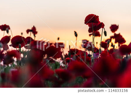 到處都是盛開的罌粟花 114833156