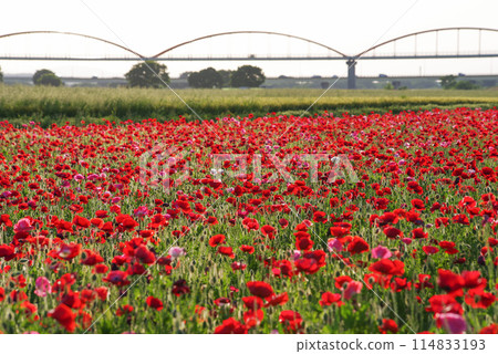 Poppies blooming all over the place 114833193