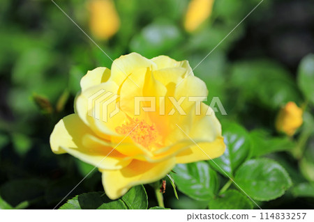 Fragrant rose flowers...colorful flowers 114833257