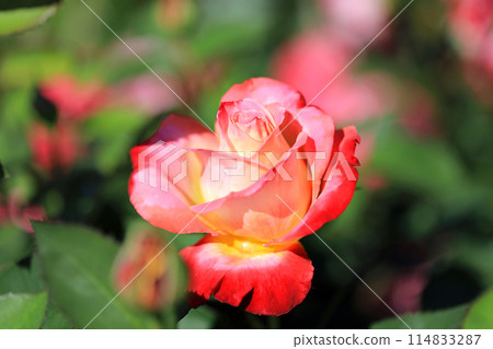 芬芳的月季花...色彩繽紛的花朵 114833287