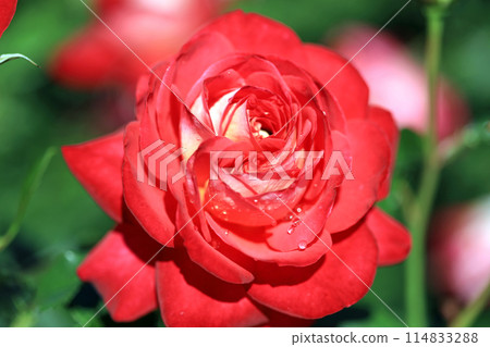 芬芳的月季花...色彩繽紛的花朵 114833288