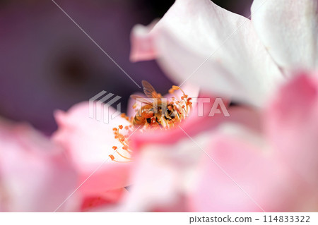Fragrant rose flowers...colorful flowers Fragrant rose flowers...colorful flowers 114833322