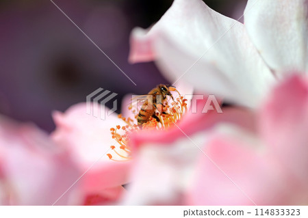 Fragrant rose flowers...colorful flowers 114833323