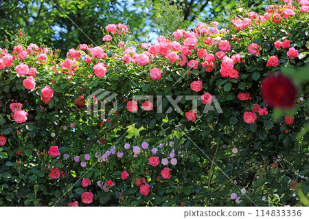 Fragrant rose flowers...colorful flowers 114833336