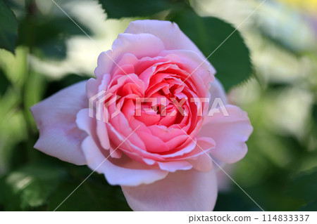 Fragrant rose flowers...colorful flowers 114833337