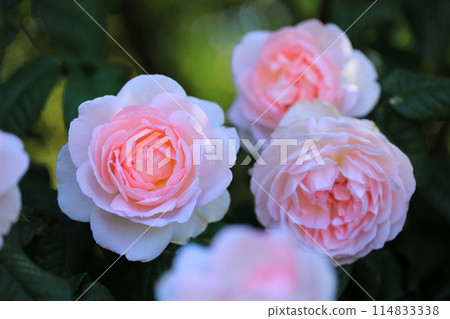 Fragrant rose flowers...colorful flowers 114833338