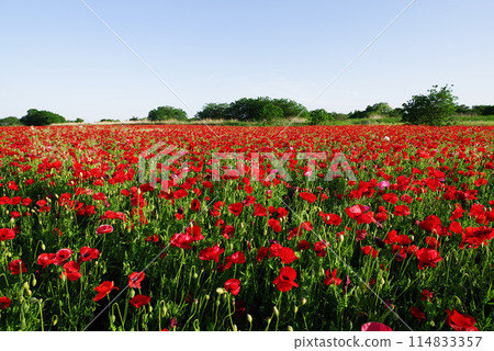 Konosu Poppy Festival 114833357