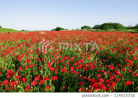 Konosu Poppy Festival 114833358