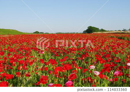 Konosu Poppy Festival Konosu Poppy Festival 114833360