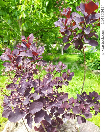 Cotinus with dark burgundy leaves, beginning to bloom, ornamental bush in the garden. 114833434