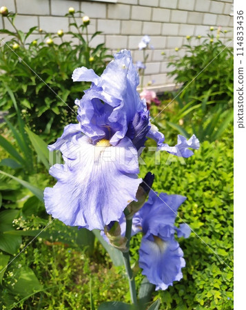 Blue iris flowers bloomed in the garden 114833436