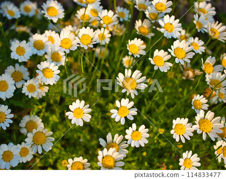 背景材料是在新鮮的綠色植物中盛開的可愛花朵的背景。 114833477