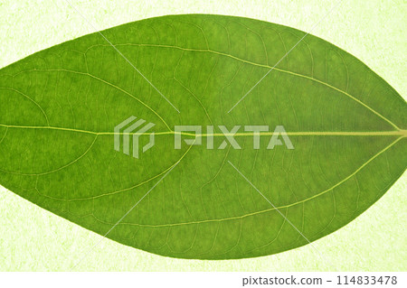 Young leaves and veins of the Lauraceae white alder [Background material] 114833478