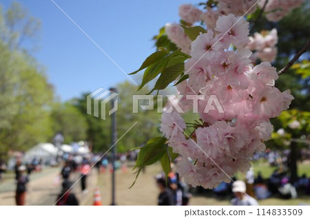 春節人賞櫻花 春節人賞櫻花 114833509