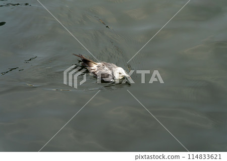 Seabirds swimming leisurely on the water surface Seabirds swimming leisurely on the water surface 114833621