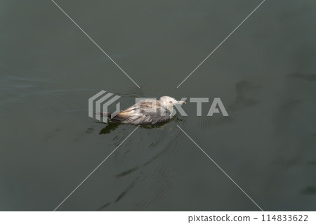 A seabird moving leisurely over the sea 114833622