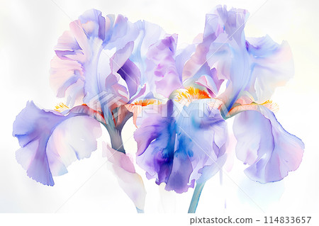 鳶尾花 114833657