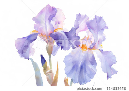 鳶尾花 114833658