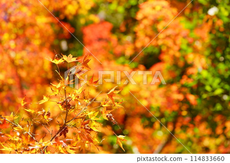 Kyoto's ancient temples, shining autumn leaves, and the fantastical world 83 114833660