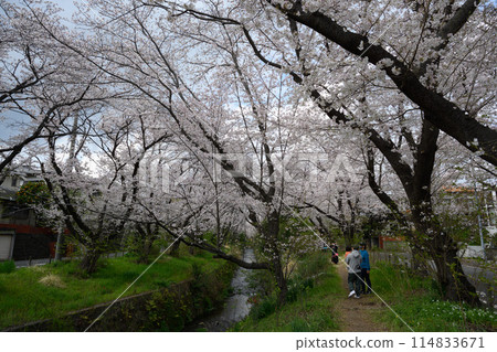 引地川的櫻花與賞花 引地川的櫻花與賞花 114833671