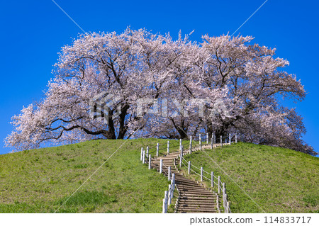 View of cherry blossoms from the east side of Sakitama Kofun Park 114833717