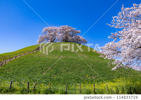 View of cherry blossoms from the east side of Sakitama Kofun Park 114833719