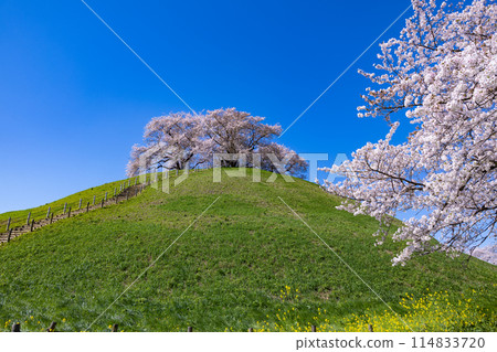 從埼玉古墳公園東側眺望櫻花 從埼玉古墳公園東側眺望櫻花 114833720