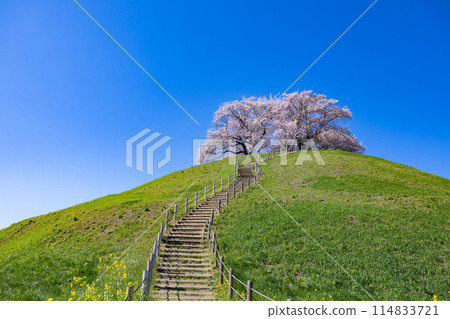 從埼玉古墳公園東側眺望櫻花 從埼玉古墳公園東側眺望櫻花 114833721