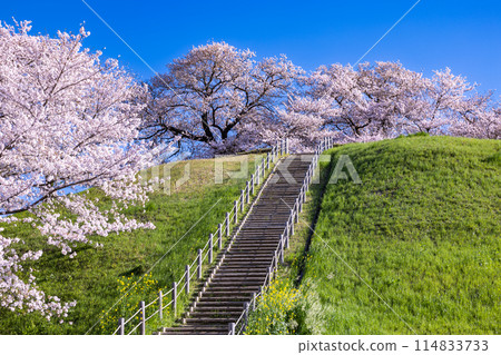 從埼玉古墳公園前眺望櫻花 114833733