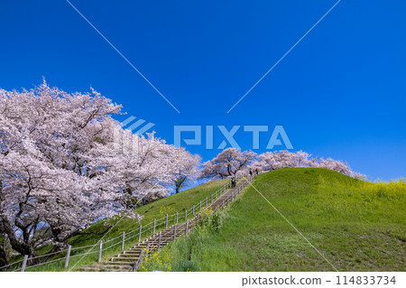 從埼玉古墳公園前眺望櫻花 從埼玉古墳公園前眺望櫻花 114833734