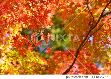 Kyoto's Old Temples, Sparkling Autumn Leaves, and Fantasy Worlds 8 114833766