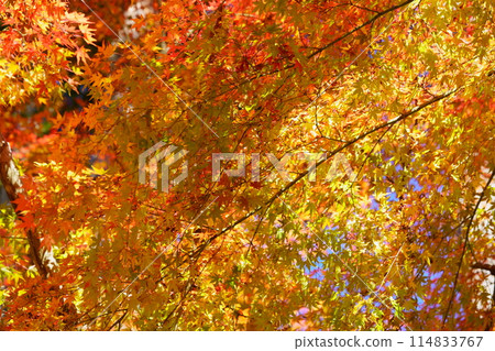 10 Ancient Temples, Sparkling Autumn Leaves, and Fantasy Worlds in Kyoto 114833767