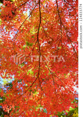 京都的古老寺廟、閃閃發光的秋葉和幻想的世界 23 114833774