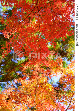 Kyoto's ancient temples, dazzling autumn leaves, and fantastical worlds 25 114833775