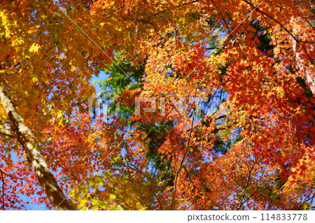 Kyoto's ancient temples, dazzling autumn leaves, and fantastical worlds 30 Kyoto's ancient temples, dazzling autumn leaves, and fantastical worlds 30 114833778