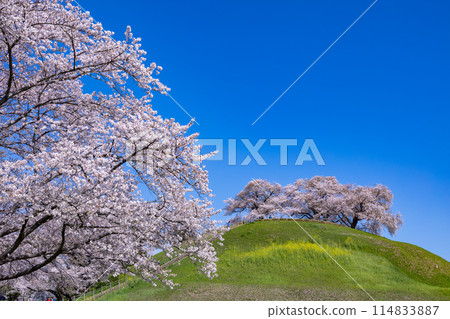 View of cherry blossoms from the side of Sakitama Kofun Park 114833887