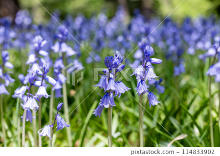 Scilla campanulata flowers blooming in the forest 114833902