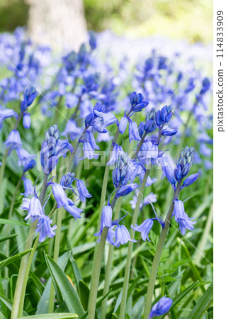 Scilla campanulata flowers blooming in the forest 114833909