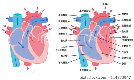 2024-Human body illustration-Heart 02 114833947