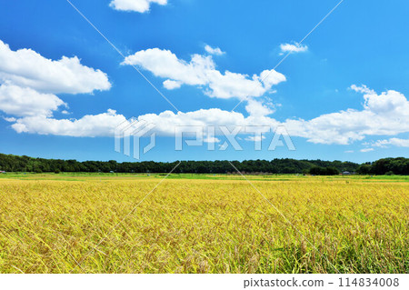 Autumn sky and rice paddy rice Autumn sky and rice paddy rice 114834008