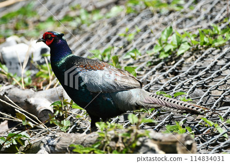 河床上的雉雞 114834031