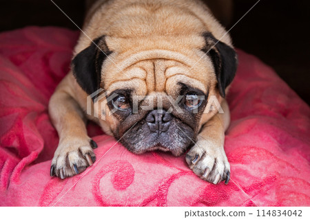 Cute Pug dog with a sad, fat face, sleep on pink pillow 114834042